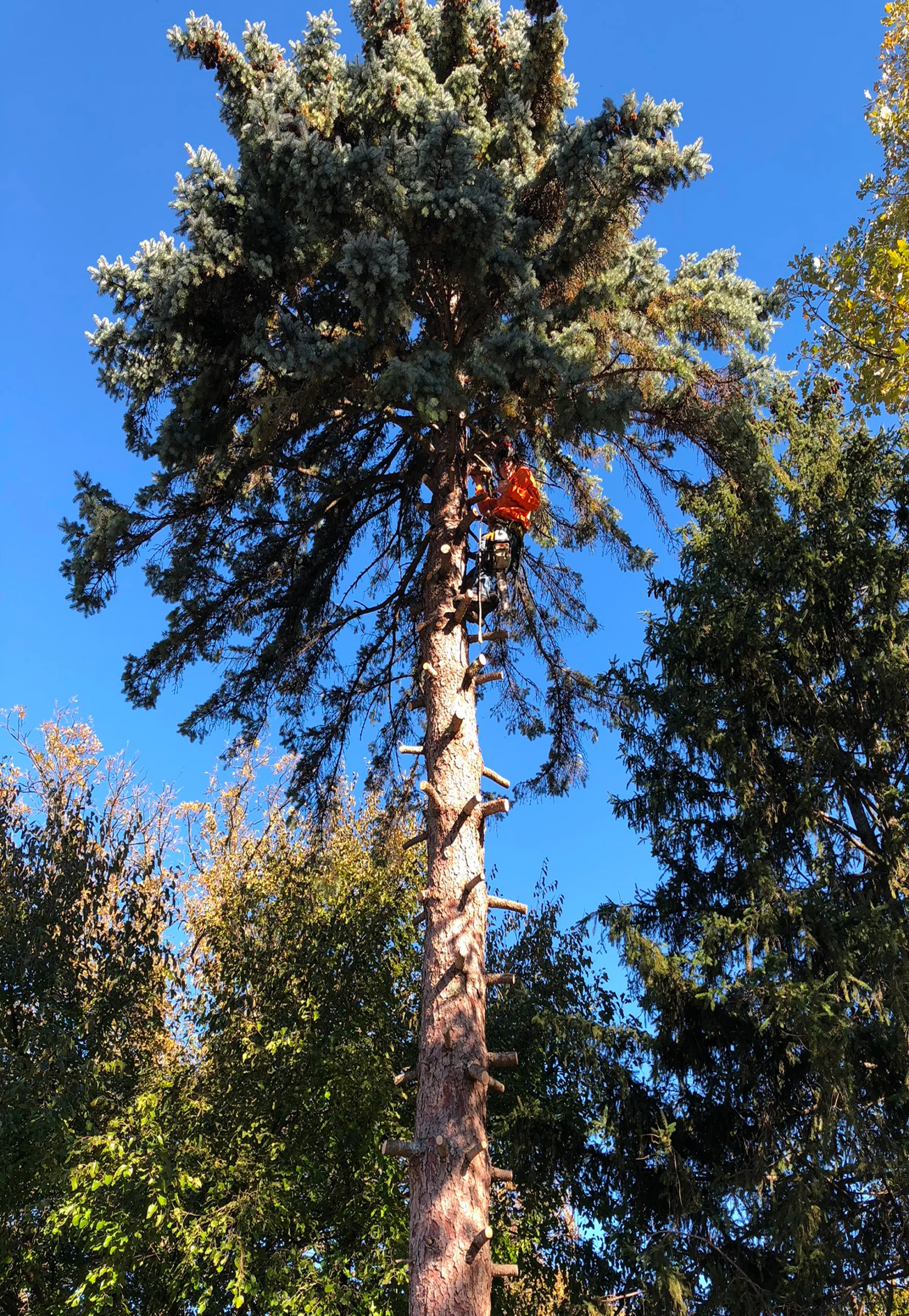 Tree-trimming-image-2