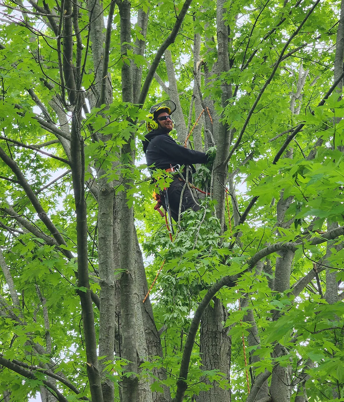 Tree-trimming-image-4