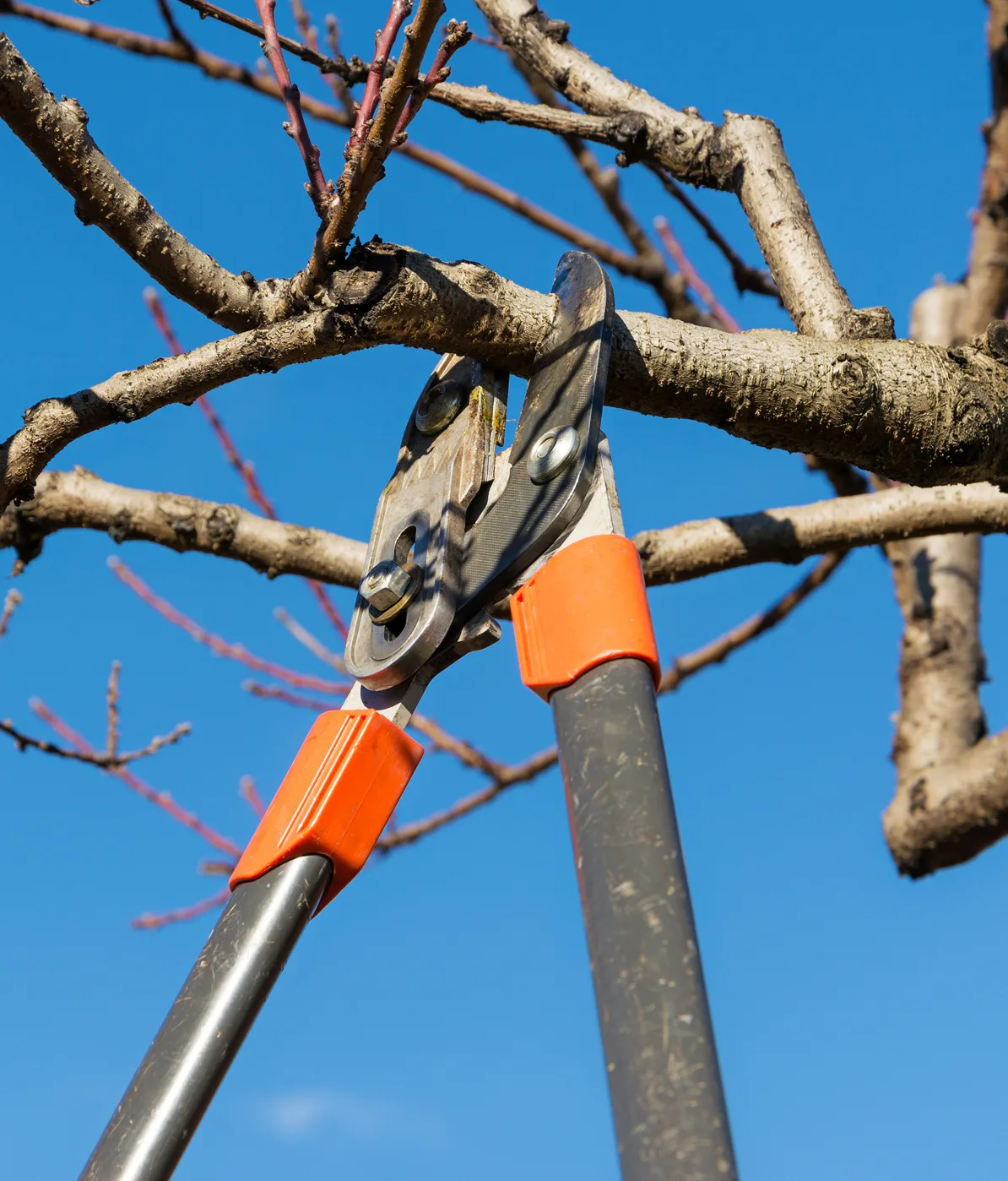 Tree-trimming-image-5