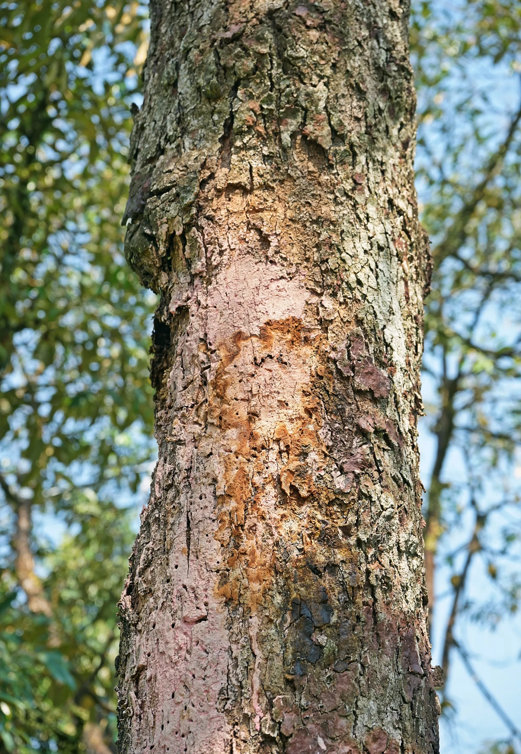 plant-health-care-image-2