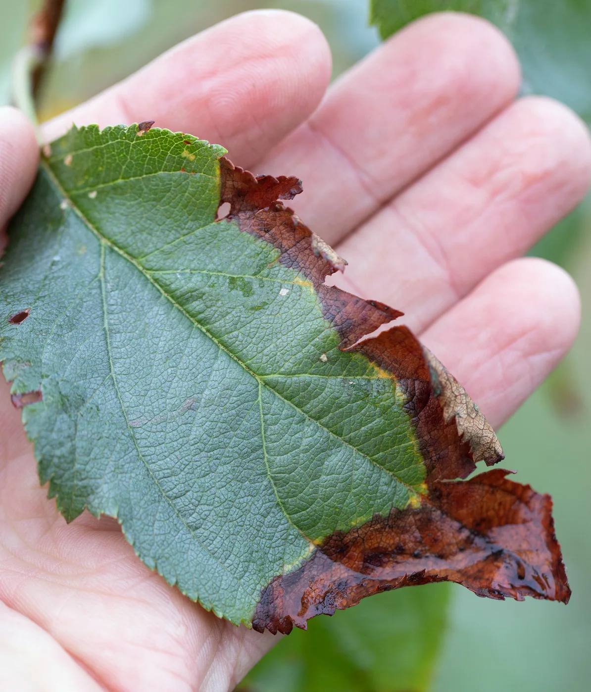 plant-health-care-image-4