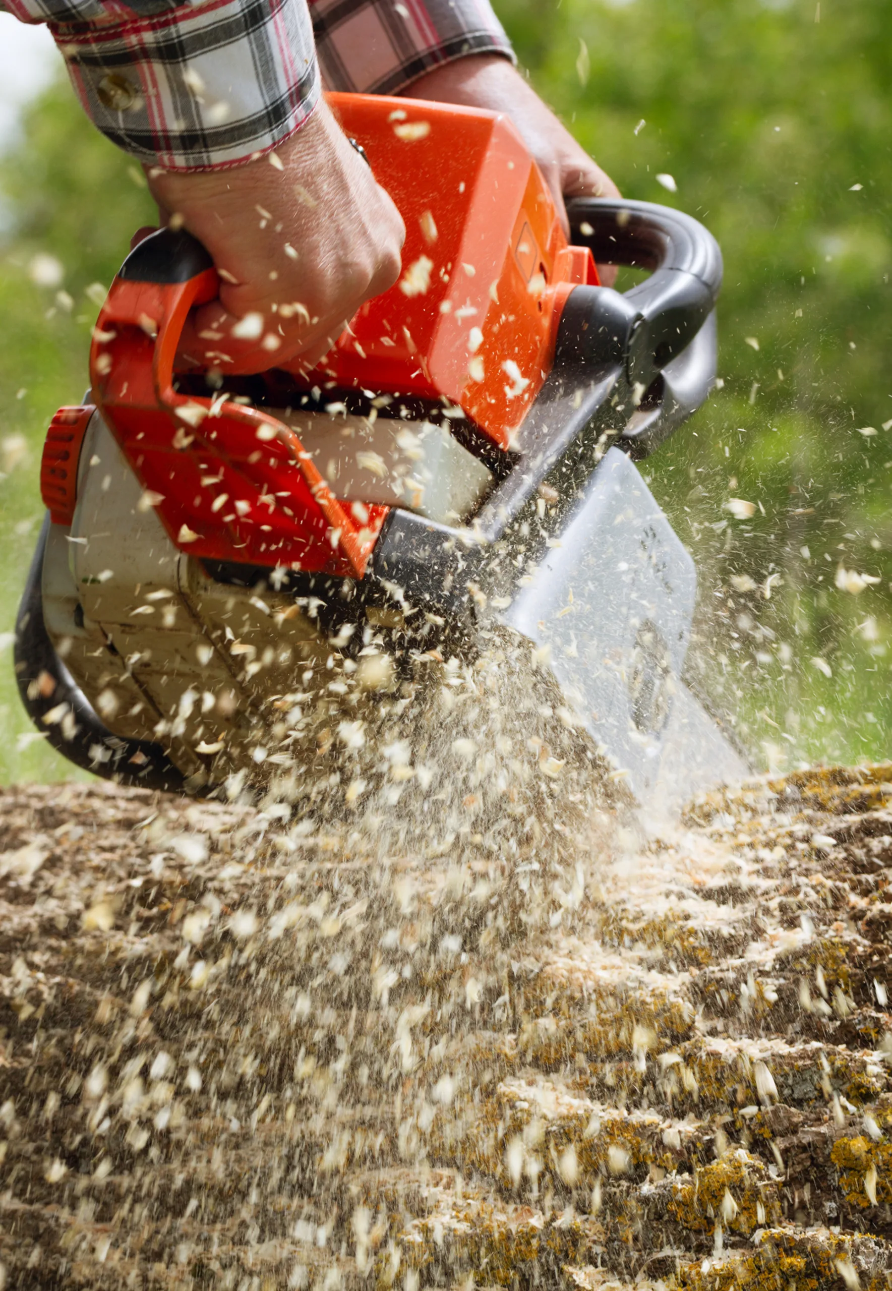 stump-removal-image-2
