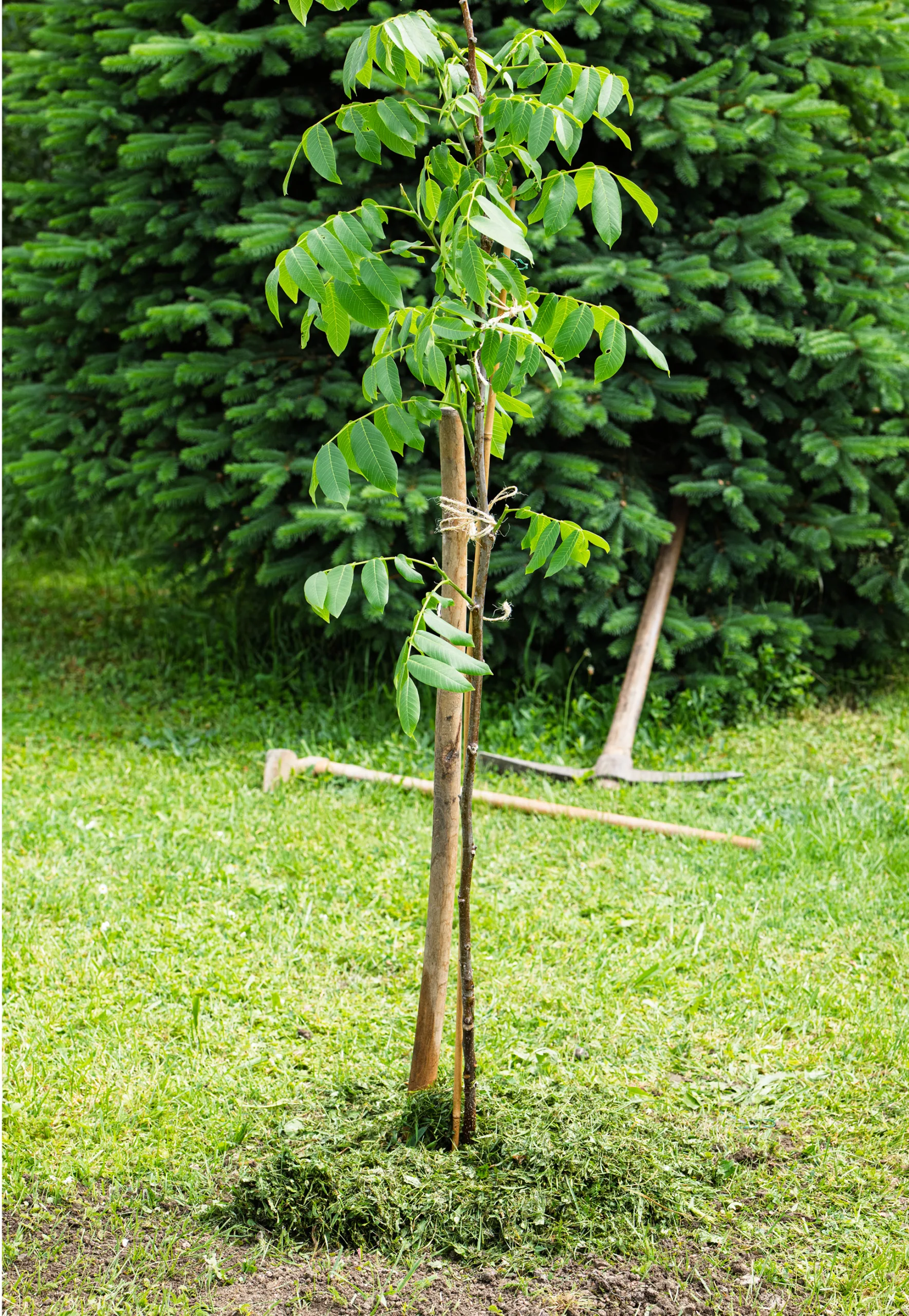 tree-planting-image-2