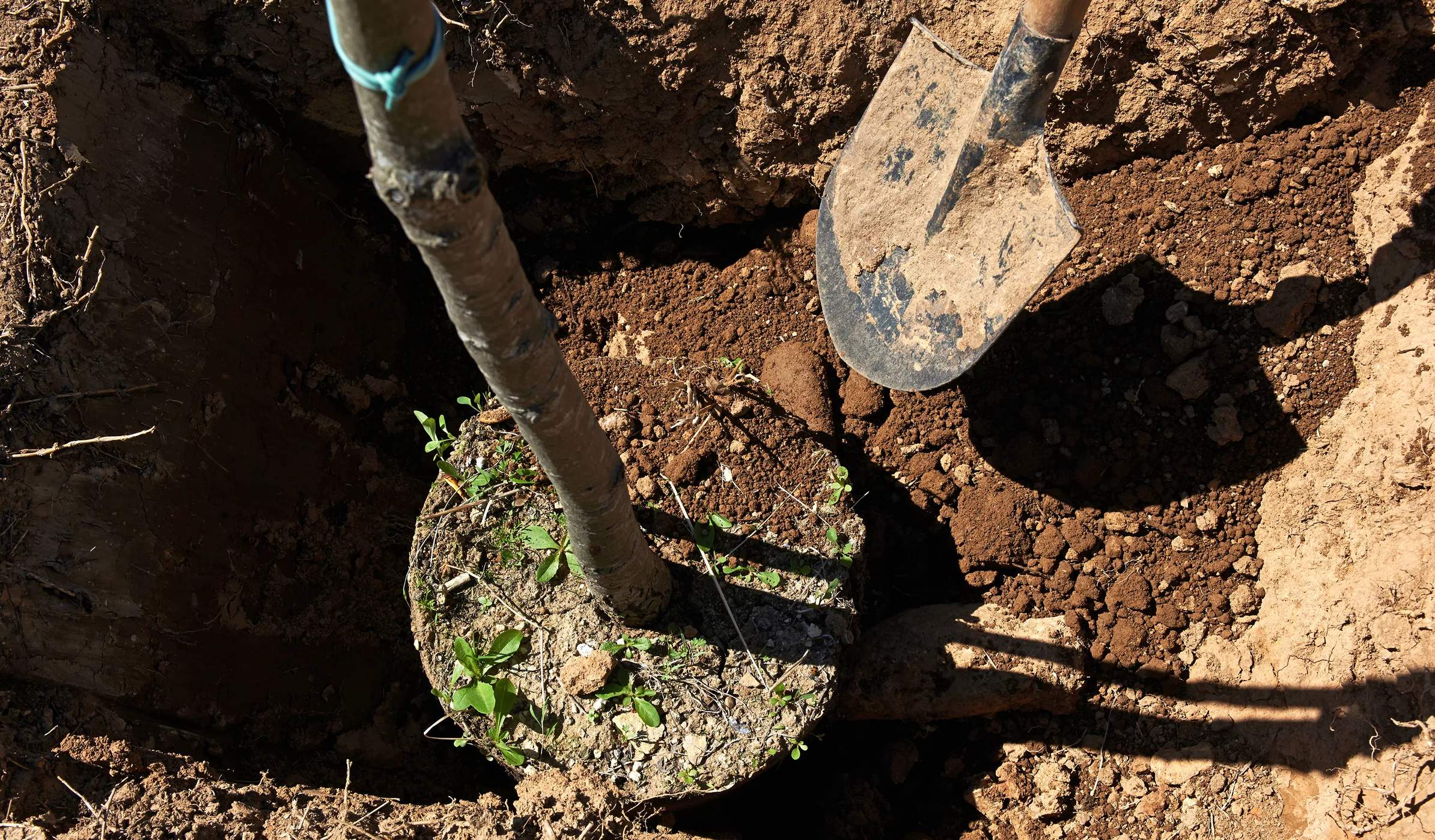 tree-planting-image-3