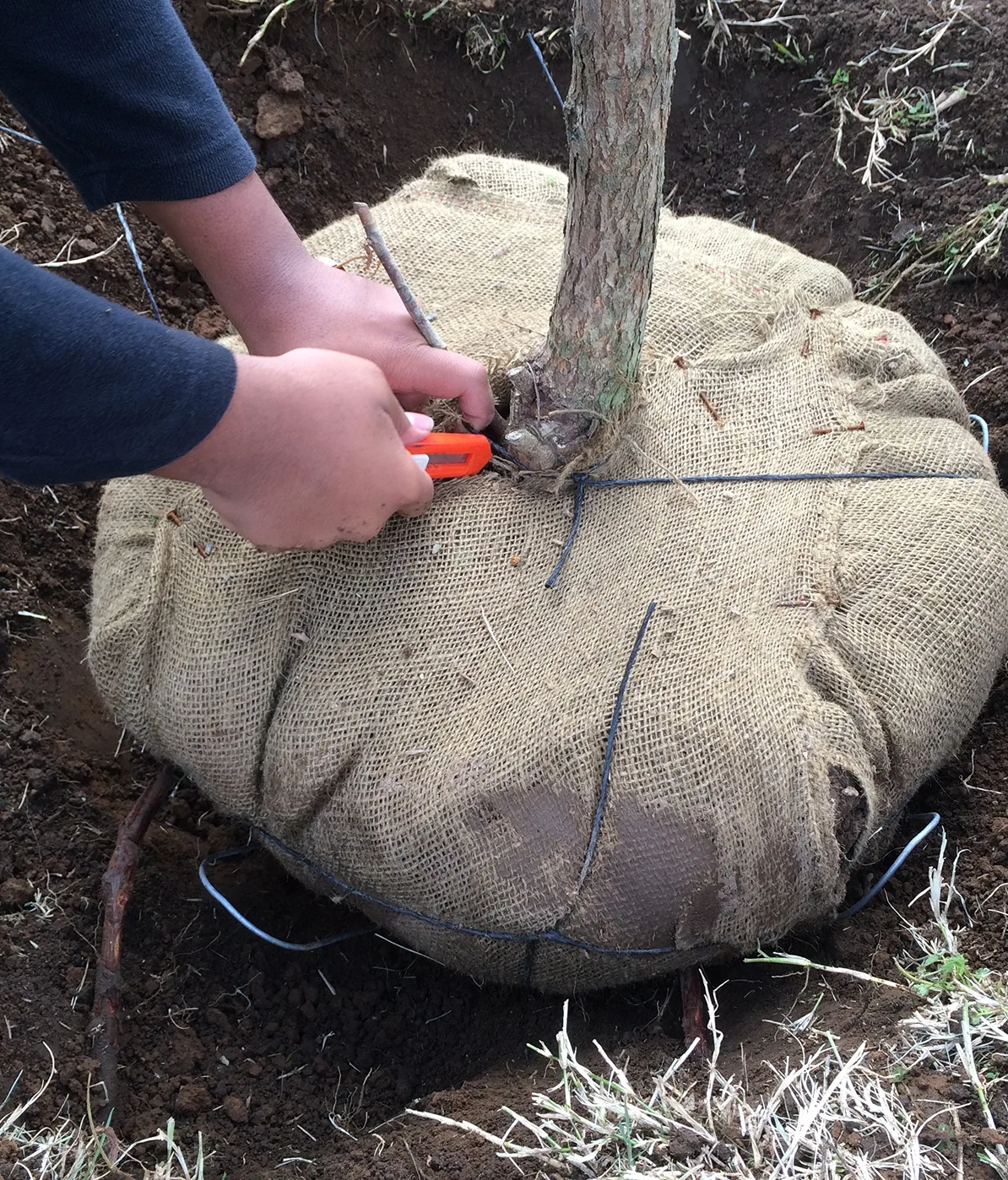 tree-planting-image-4