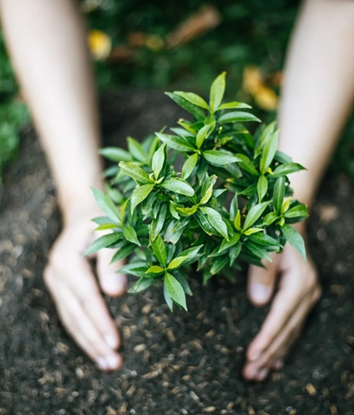 tree-planting-image-5