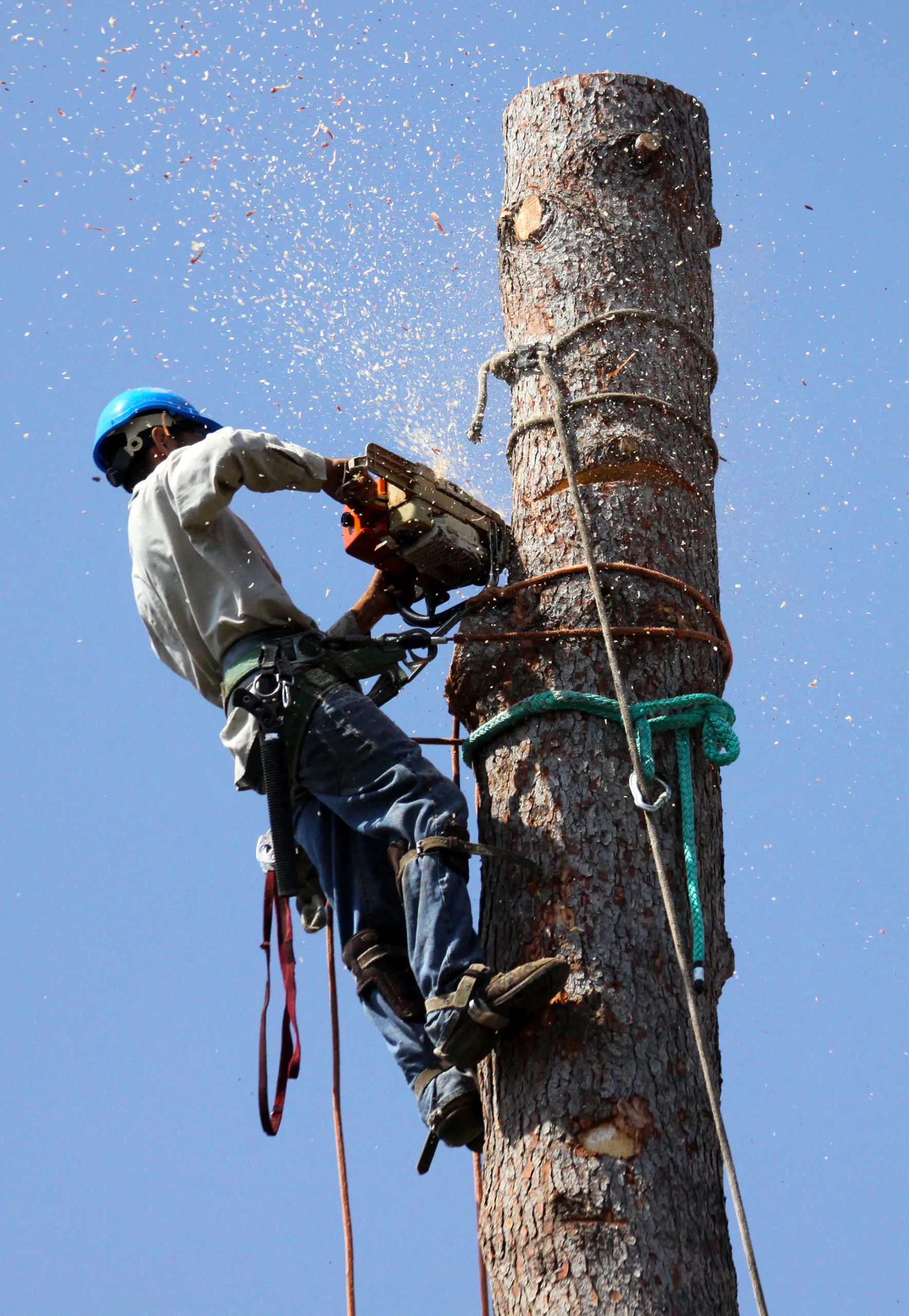 tree-removal-image-2