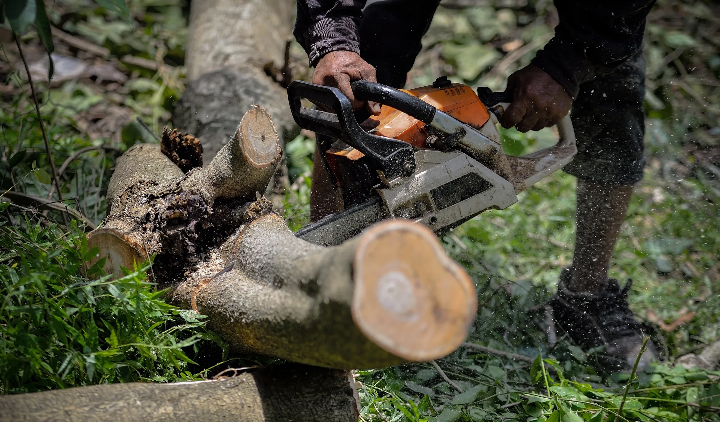 tree-removal-image-3