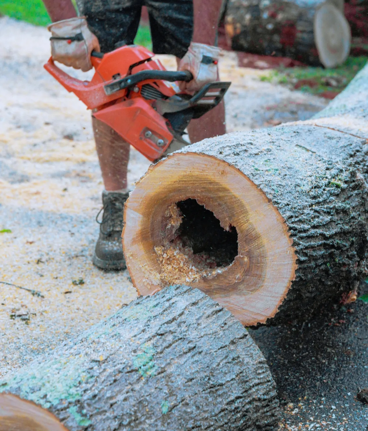 tree-removal-image-4